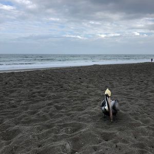 Meet your Posher, Kian